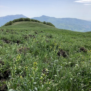 coltivazione di genziana ad alta quota Sottoterra in Abruzzo